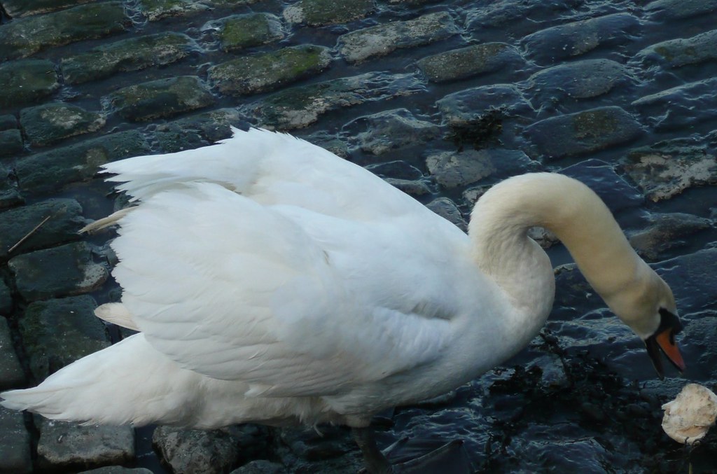 Gillingham