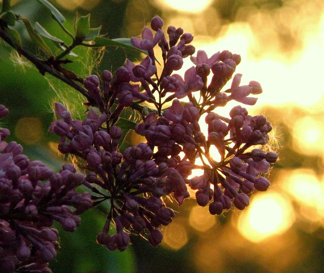 Lilac in Sunset