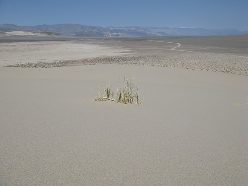 Grasses, Eureka Sand Dunes, Eureka Valley, CA | by Hell Canyon Ranger