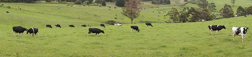 panorama tasmania dairycows nearmarionbay