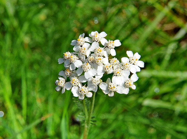 Achillea millefolium RYLLIK Yarrow  / Wiesen-Schafgarbe