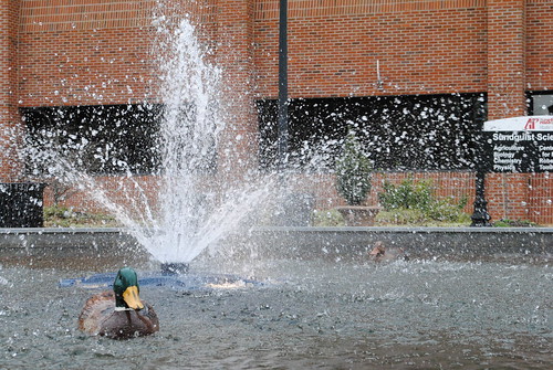 The fountain promotes wildlife
