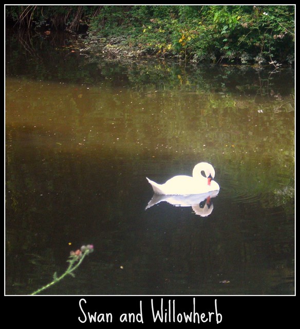 Swan and Willowherb