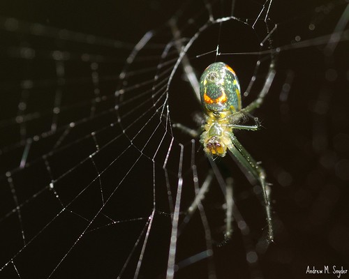Orchard Orbweaver by Andrew Snyder Photography