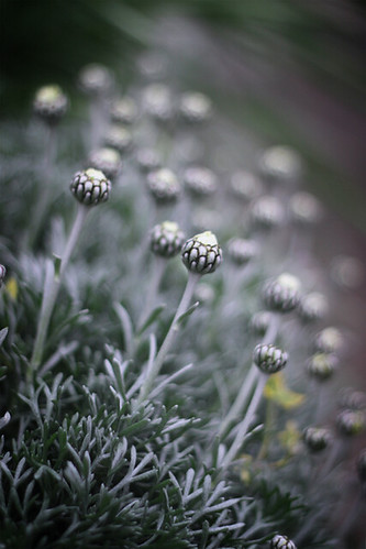 cloudy spring evening | by ♥lab'n peace♥