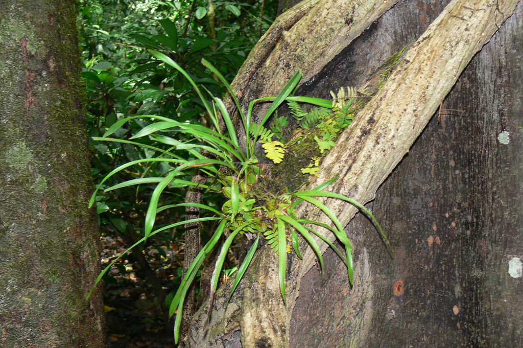 Orchid grows on forest tree.JPG | Orchids grow on rainforest… | Flickr