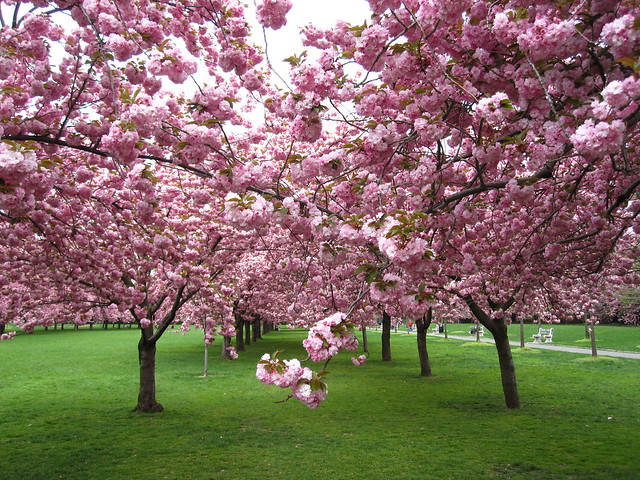 Row of cherry trees