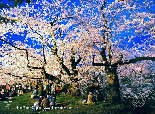 Cherry Blossoms at Dusk. (Hirosaki Japan). © Glenn Waters.    Over 6,000 visits to this photo.  Thank you.