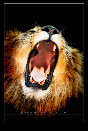 Lions Raw (roar) by M Norris