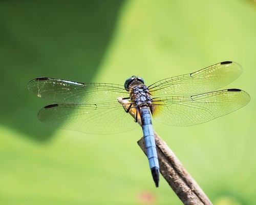 dragonfly © northcarolina 70300mm odonata washingtonnc bluedasher garyburke olympuse620