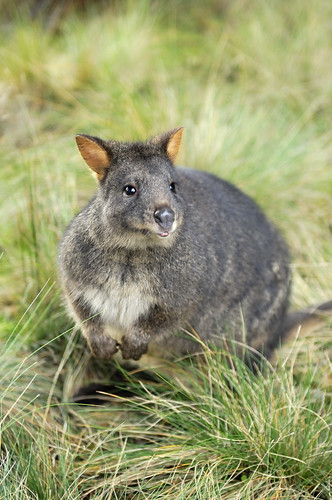 Pademelon by andrewfuller62