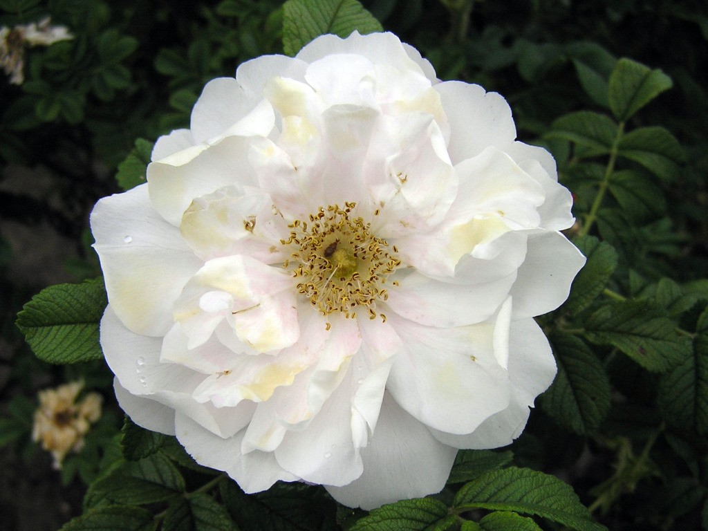 Blanc Double De Coubert Rose At Central Experimenta Farm | Flickr