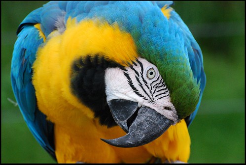 Blue and Gold Macaw | by zenseas