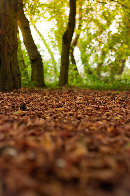 Depth Of Fall (Autumn Leaves), Rickmansworth