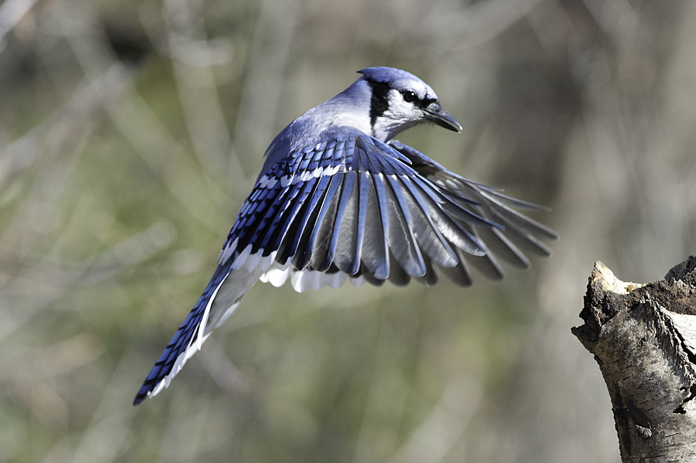 Fun Facts about Blue Jay Birds