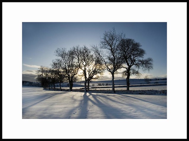 Snow Light Trees and Shadows - Pretty Rural Winter Scene - Tayside Scotland