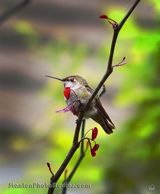 humming bird with heart-shaped leaf