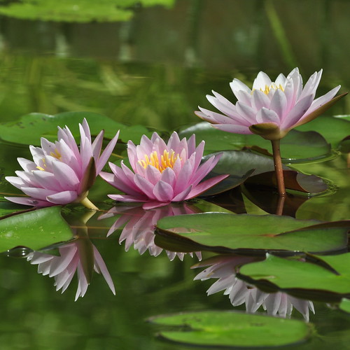 Lilly reflection! by Edith Hoffman