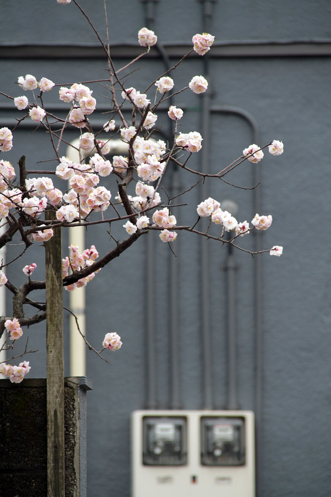 Japan — Classic Escape — Japan — Cherry Blossom Trail