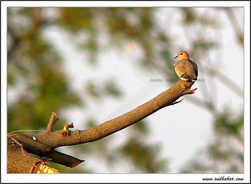Laughing Dove by $udhakar