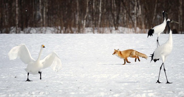 Fox, deer and Whooper swan