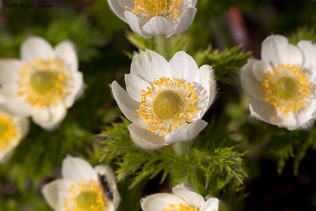 Western Pasque Flower (Anemone occidentalis)