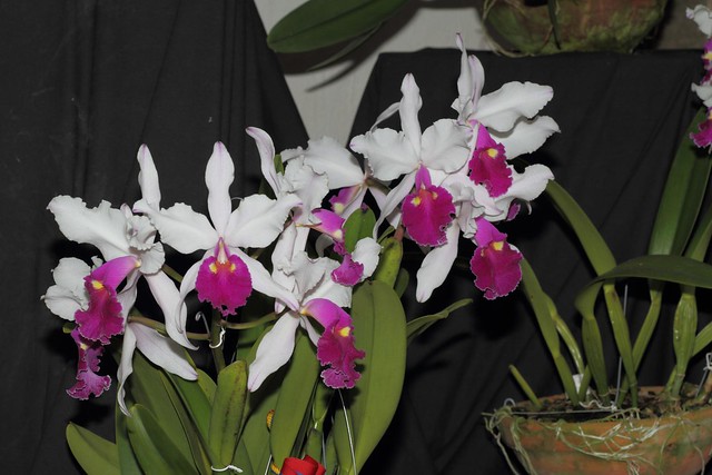 Exposición de orquídeas (45)