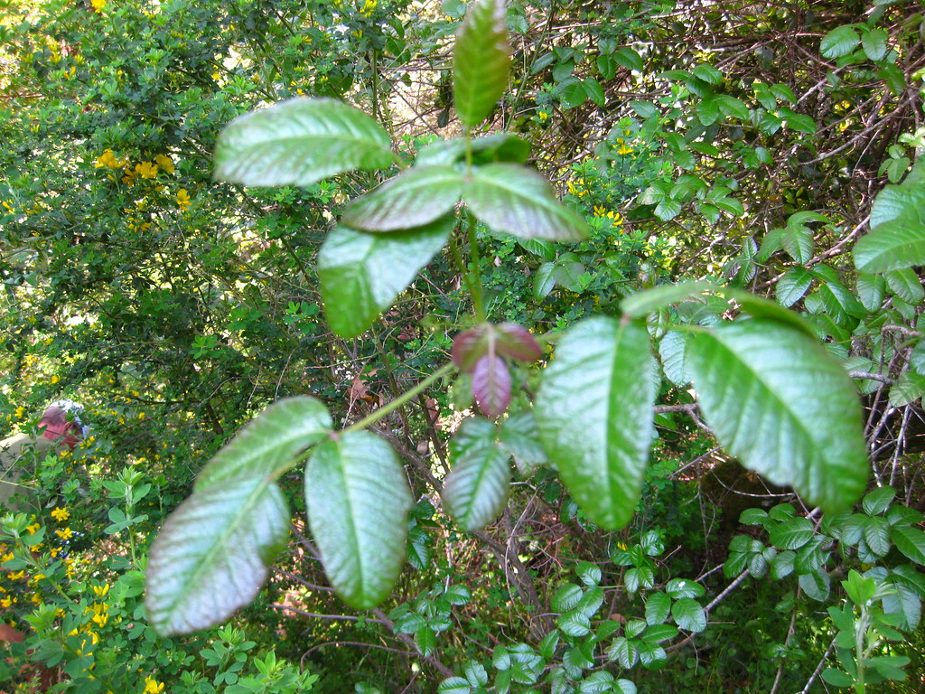 Poison Oak