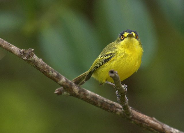 Teque-teque (Yellow-lored Tody-flycatcher)