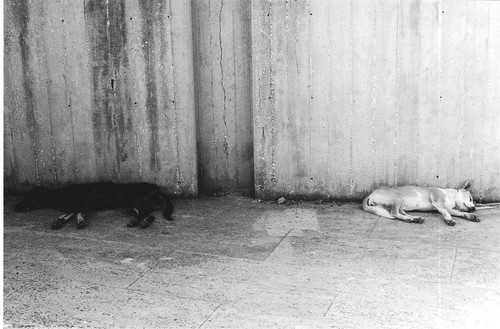 Black and White... sleeping