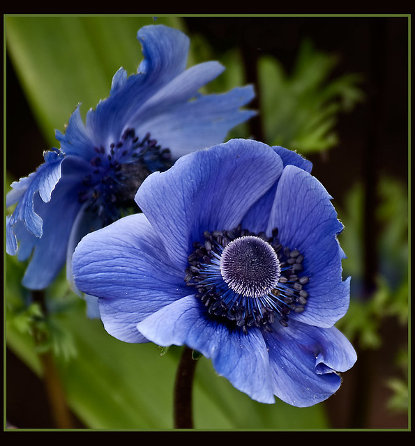 Blue Anemone, eye catching spring beauties