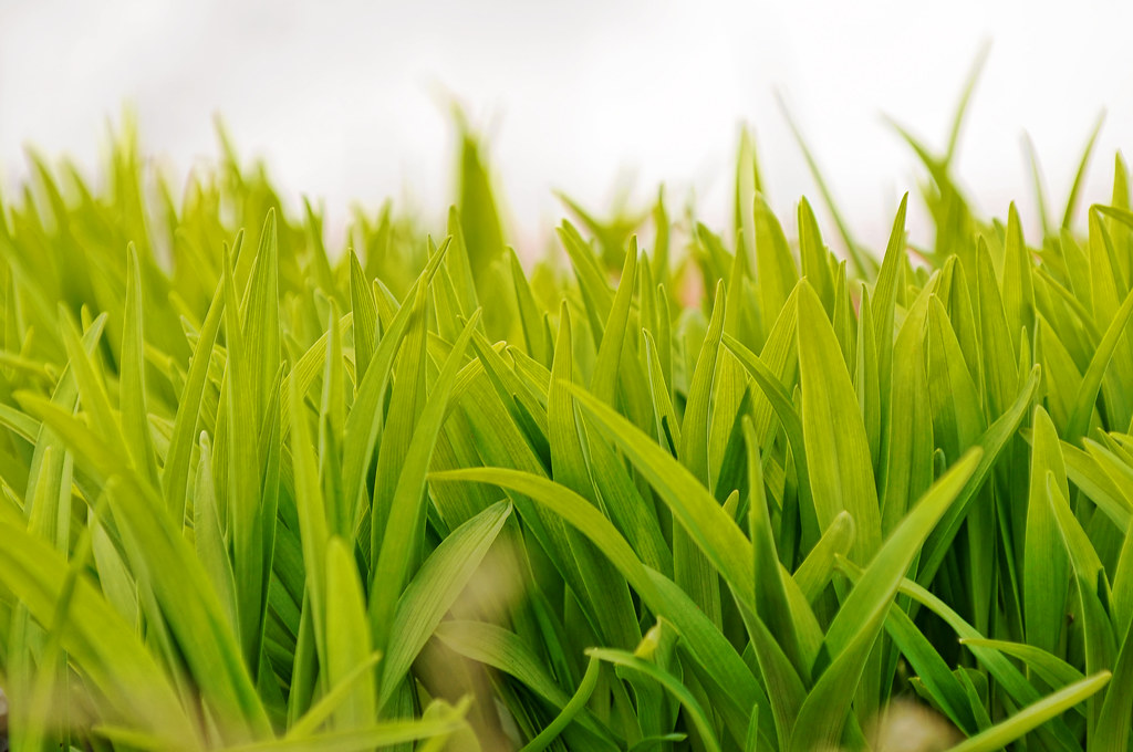 Spring Greenness Spring greenness | Picture I took during a walk when I was w… | Flickr