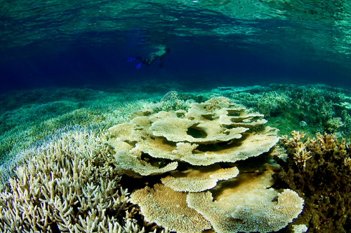 Corals at Pigeon Island, Sri Lanka
