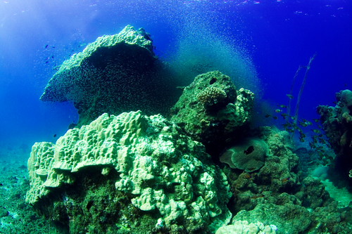 Coral bommie and glassfish, Pigeon Island, Sri Lanka