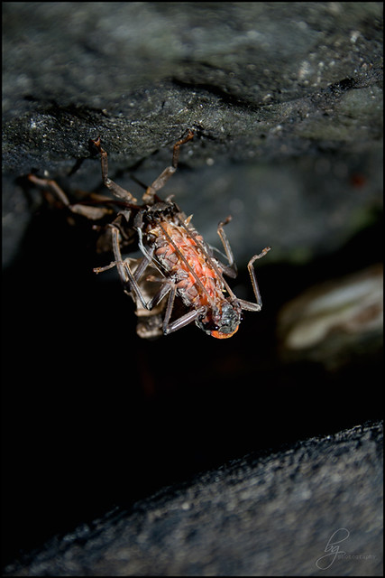 Salmonfly-emerging_cave_MG_6280_cw