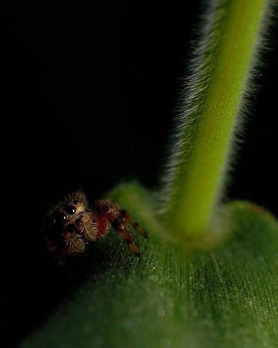 lighting macro nature spider jumping nikon arachnid ring 1855mm reverse reversing d40 flashdiffuser