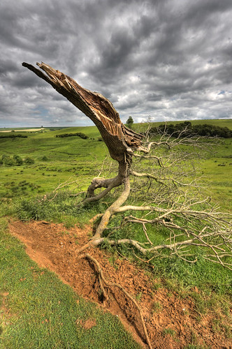 uk england tree broken landscape countryside view branches lincolnshire valley hdr snapped vikingway lincolnshirewolds 5xp nettleton claxby normanbylewold northlincs ancholmevalley