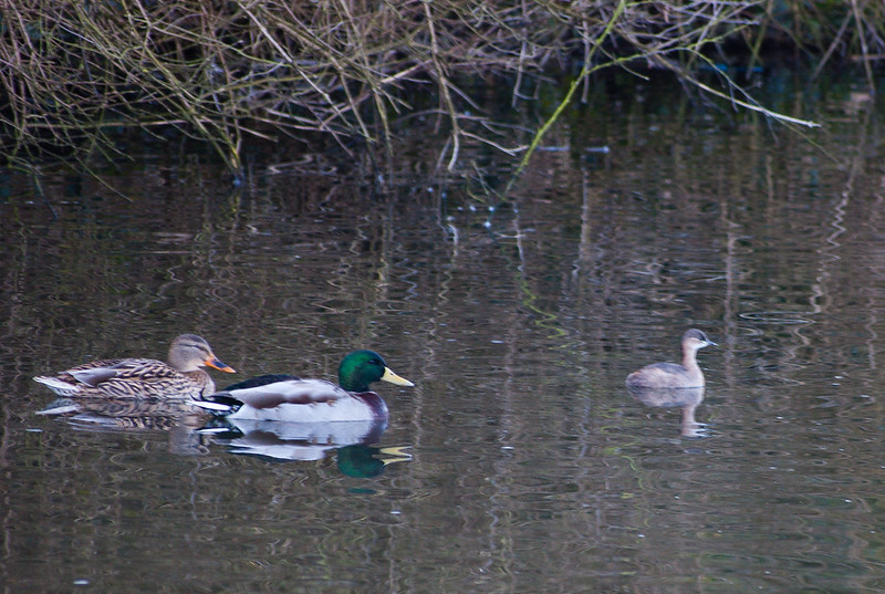 Little grebe and mallards