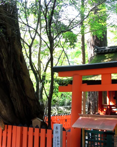 Red Torii and huge tree in Japan