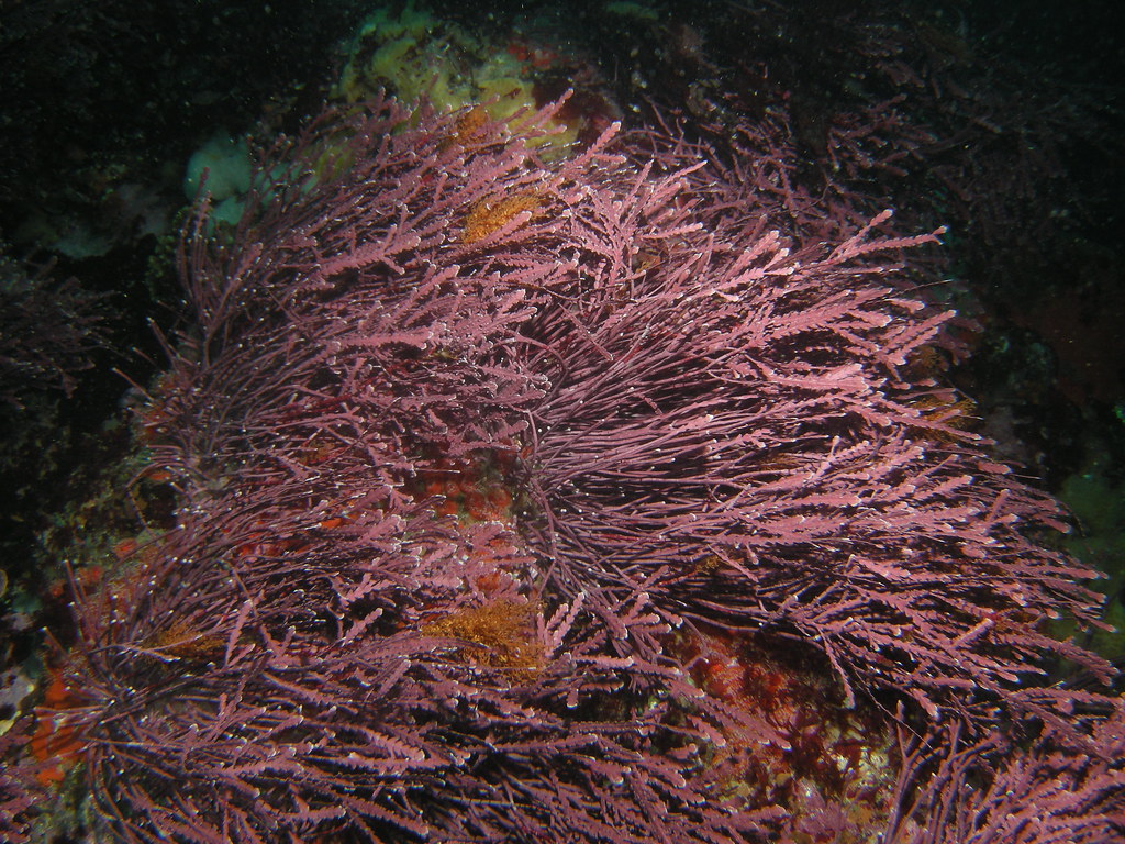 Rhodophyta (Red algae)