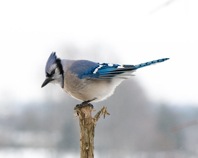 Decisions -- Blue Jay