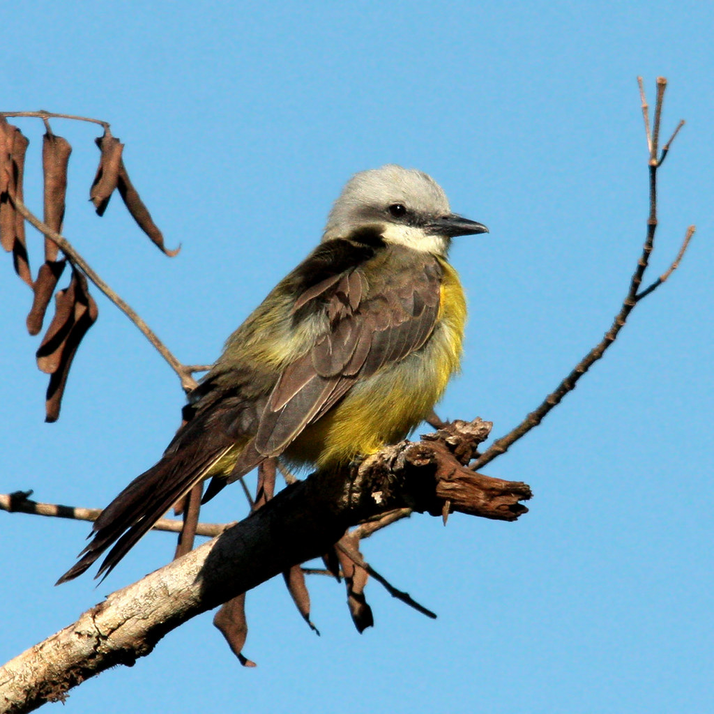 Suiriri - Tropical Kingbird (Tyrannus melancholicus)