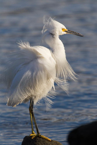 Snowy Egret (Egretta thula) 07 Feb-10-40374 | by tim stenton www.TimtheWhale.com