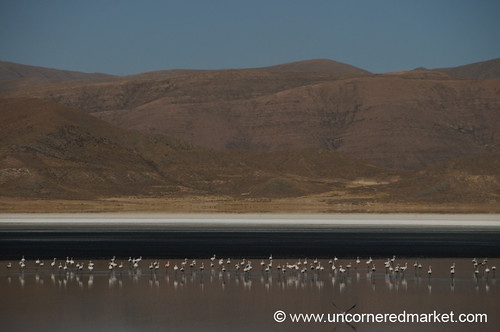 landscape flamingoes bolivia tupiza oruru