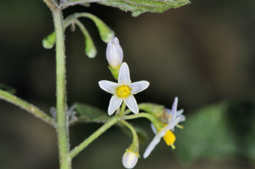 茄科 茄屬 光果龍葵 (花1) 小林獻肚山 Solanum americanum | 翁明毅 | Flickr