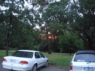Sunset through trees