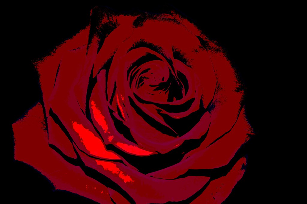 Pop Art Rose | Taken with a Nikon D5000. | Becca =]. | Flickr