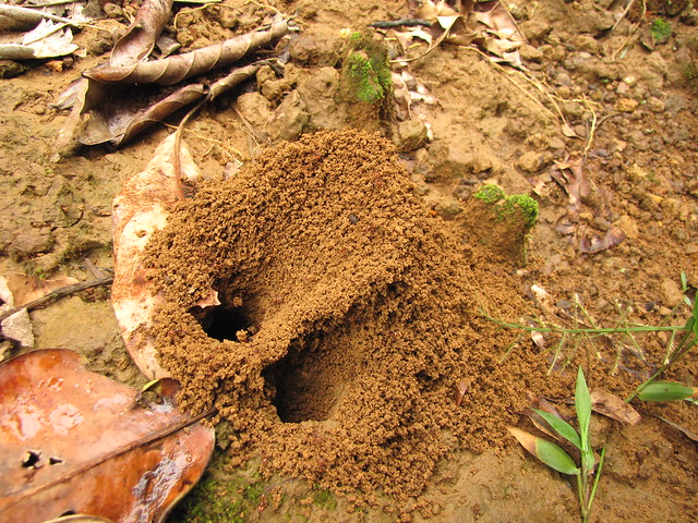 Ant 2 nest