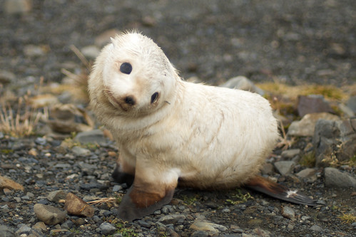 Cute baby seal