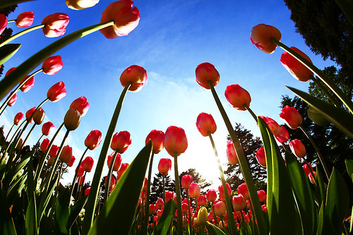 sky canon tulips bluesky fisheye 15mm twop colorphotoaward flickrestrellas canon5dmarkii bestofmywinners